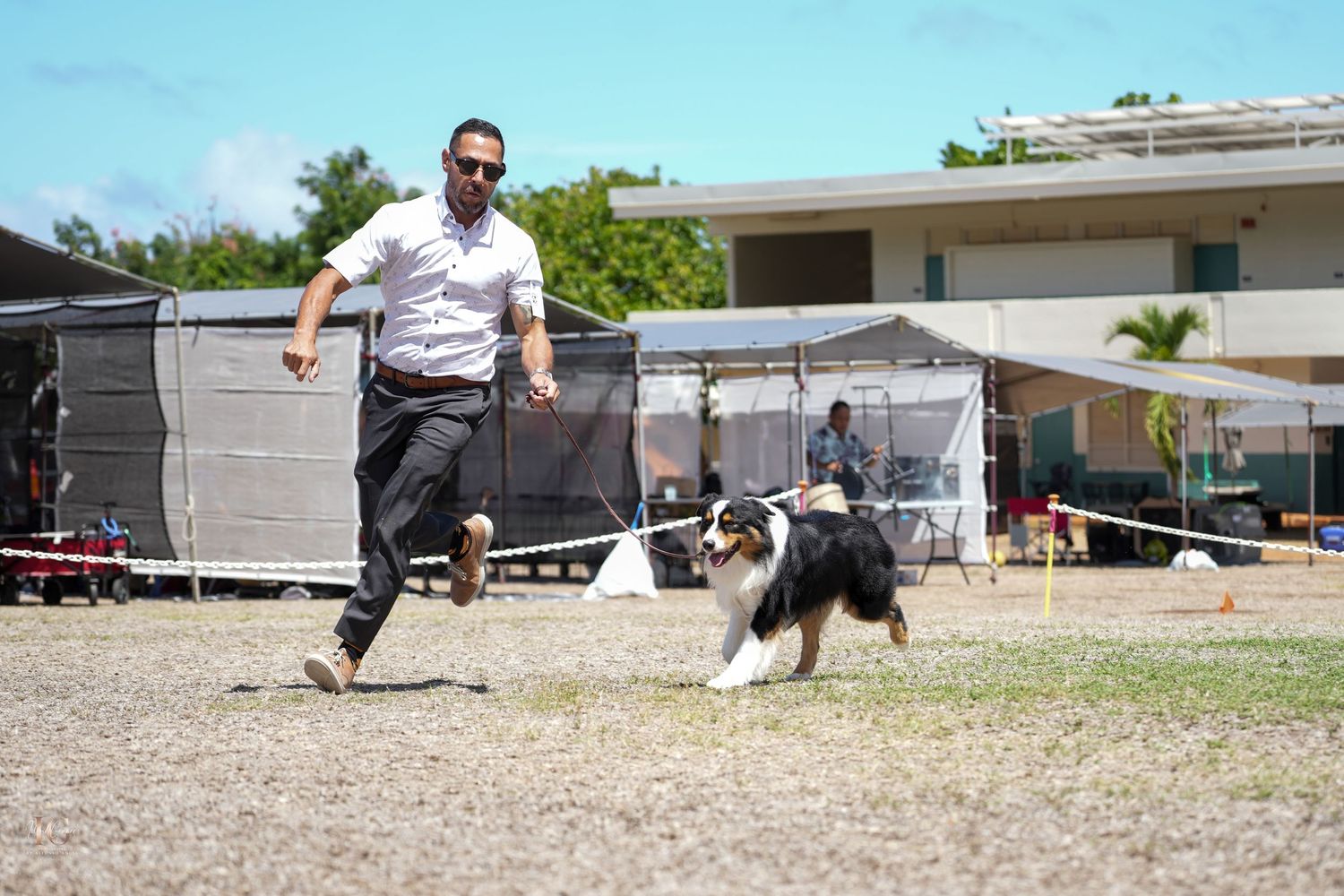 A dog runs and plays in a grassy yard outside a mobile home park on a sunny day.