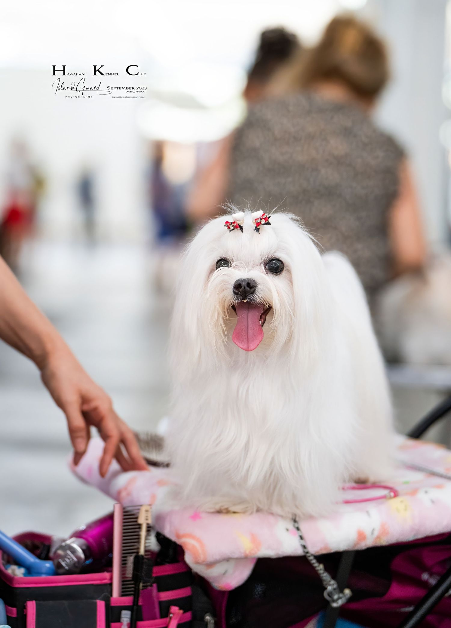 A small white Maltese dog getting groomed on a pink grooming table with brushes and tools visible.