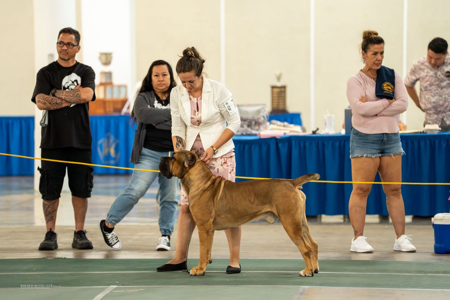 A tan dog being shown in a dog show ring while people observe from the sidelines.