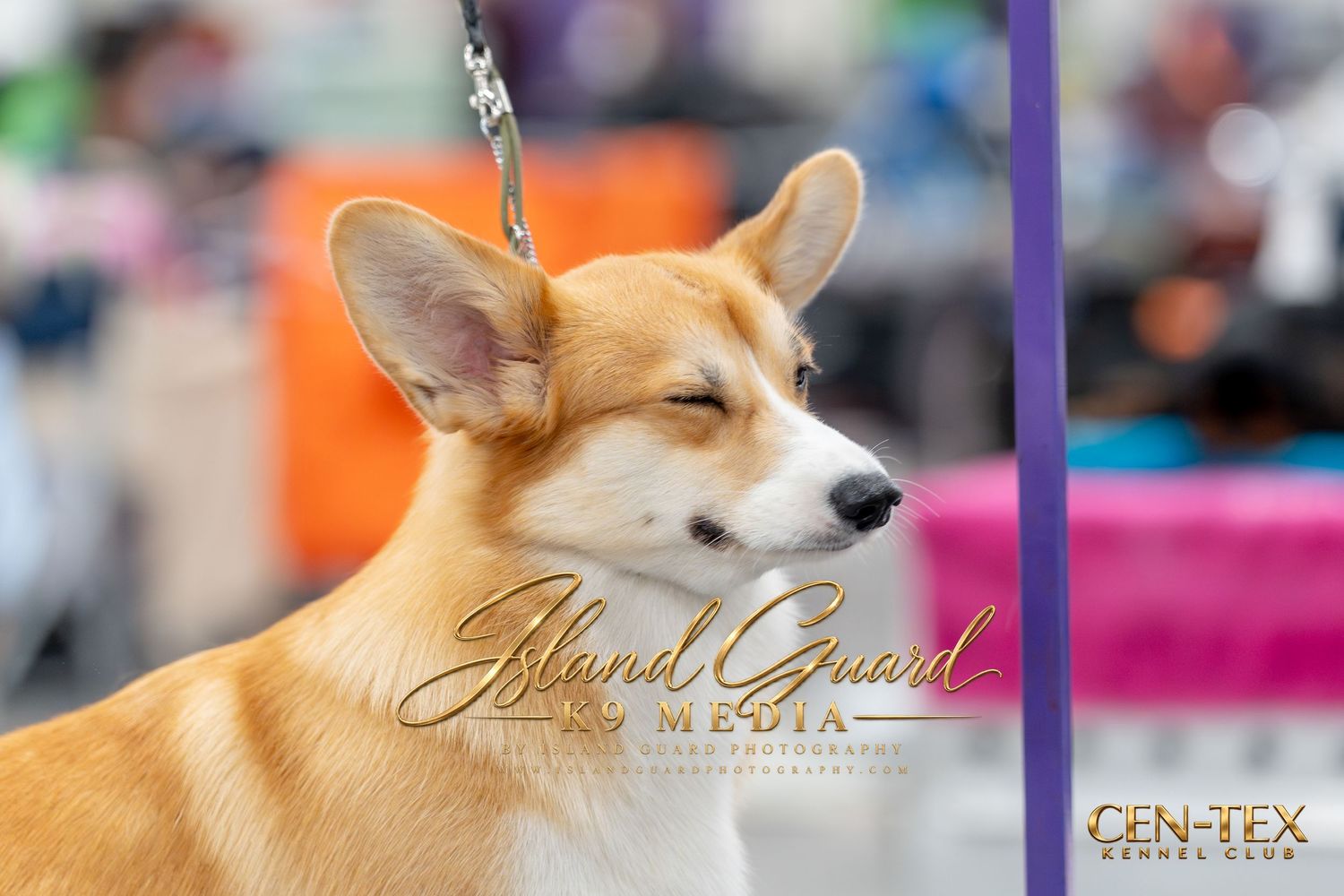A Pembroke Welsh Corgi poses gracefully at a CEN-TEX Kennel Club dog show, captured by Island Guard Media.