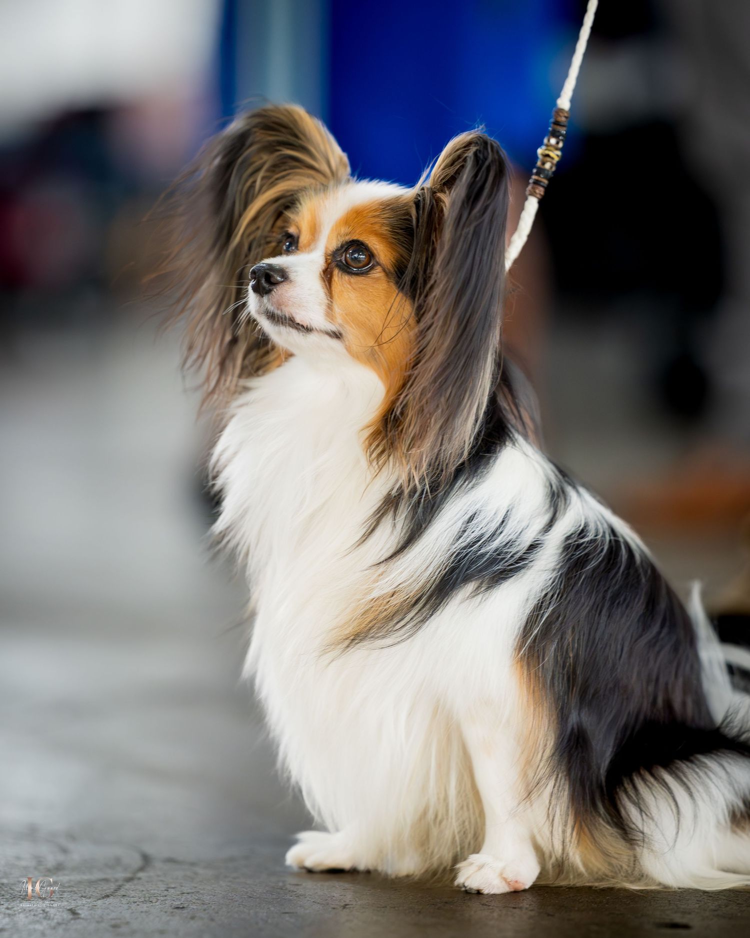 A Papillon dog with distinctive black and white fur sits in profile view showing its characteristic butterfly-like ears.