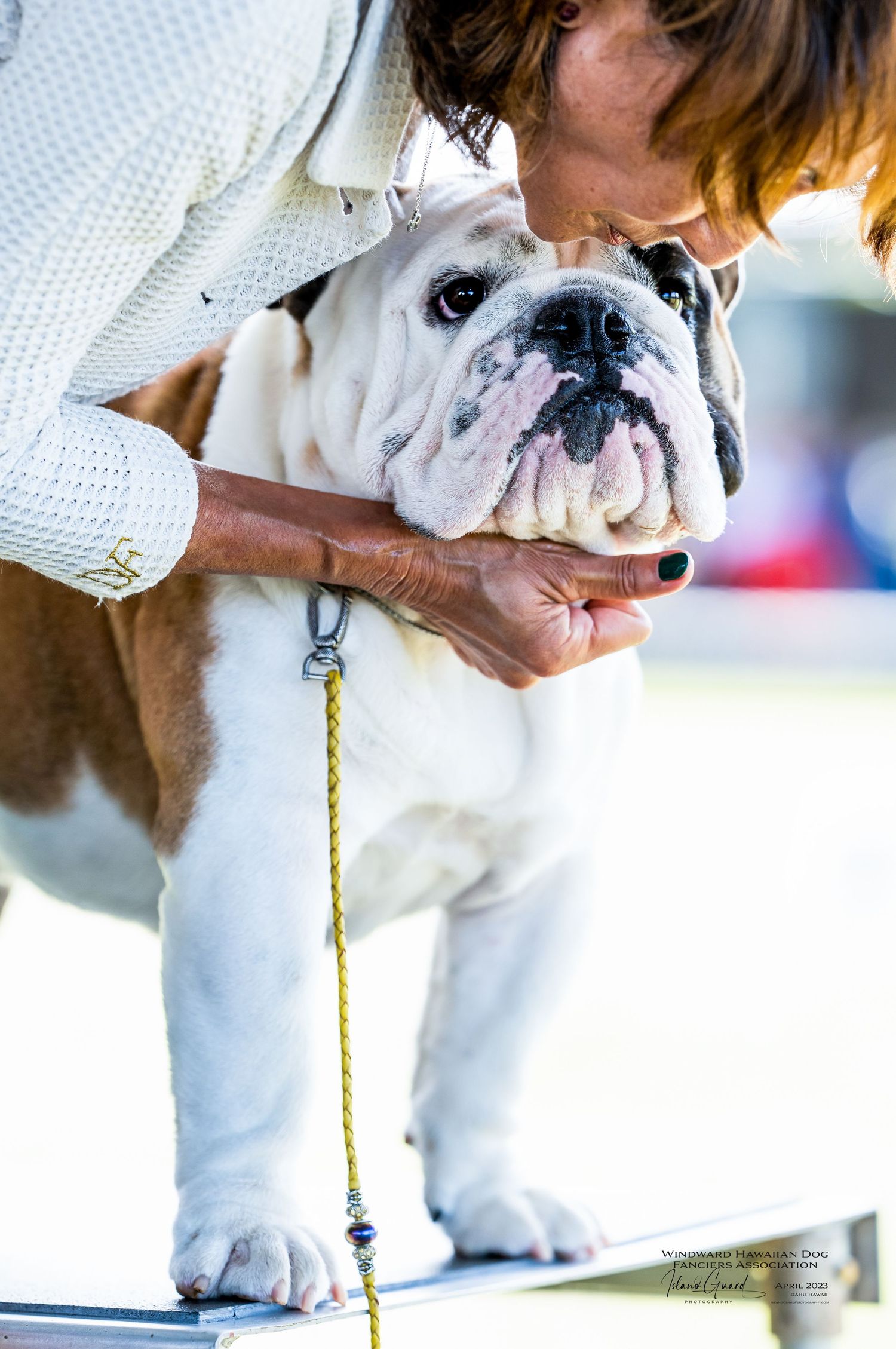 English bulldog with wrinkled face on leash being petted while standing outdoors in natural lighting.