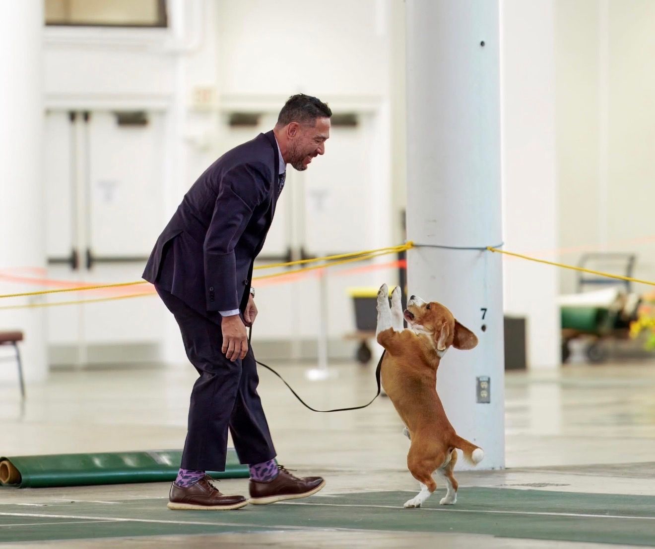 A beagle dog performs agility training exercises with a trainer on a green indoor course.