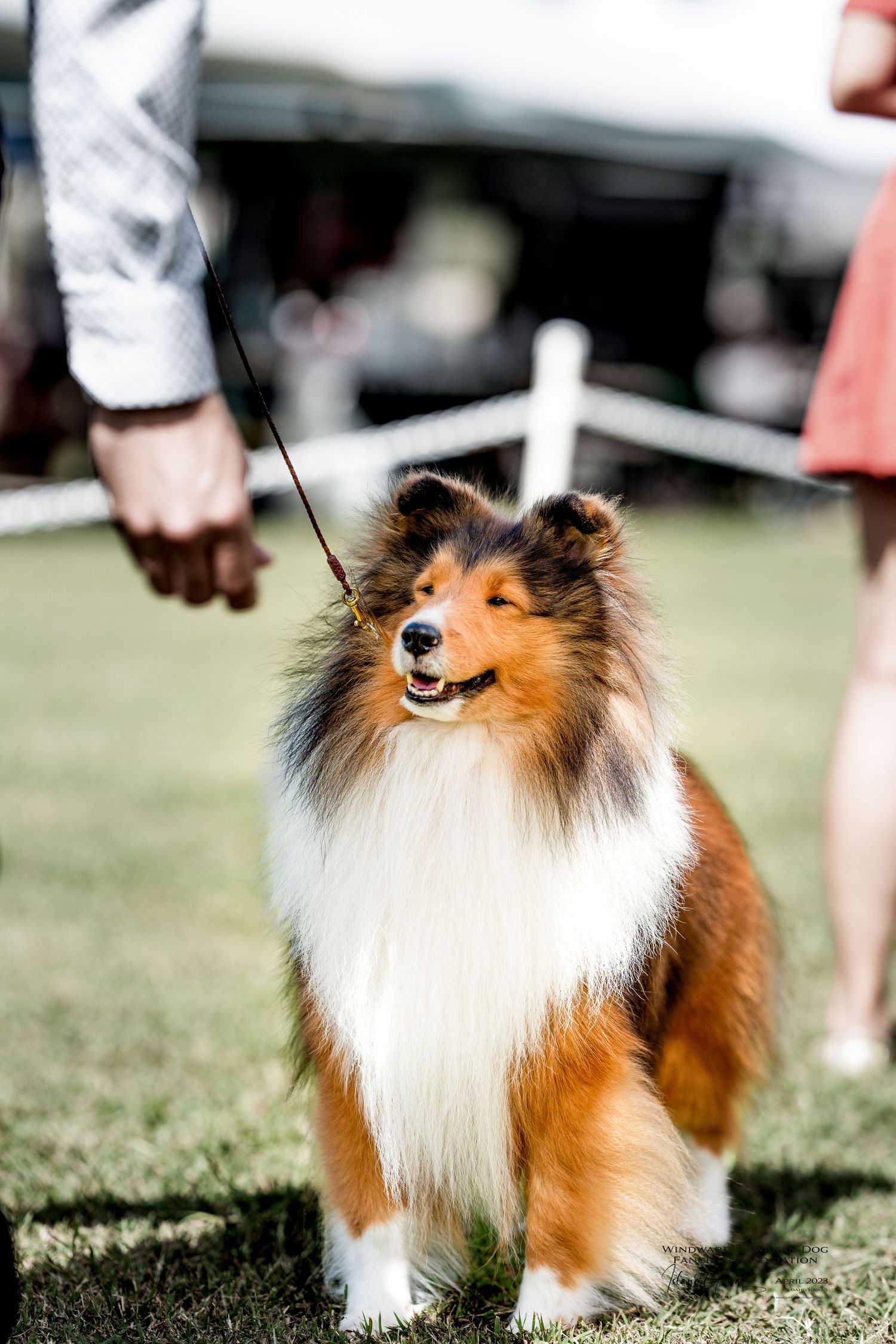 A happy Shetland Sheepdog with sable and white fur stands on grass during an outdoor event.