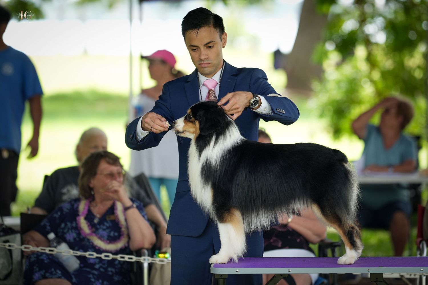 A black and white Australian Shepherd dog stands on a grooming table at an outdoor dog show event.