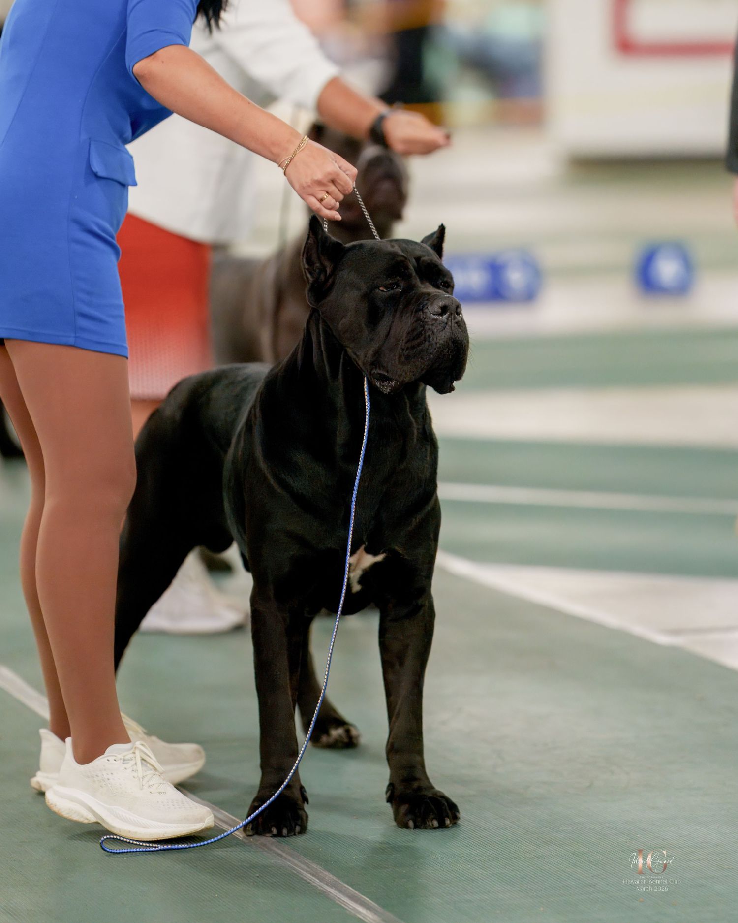 A black Cane Corso dog being shown on a green floor at a dog show competition.