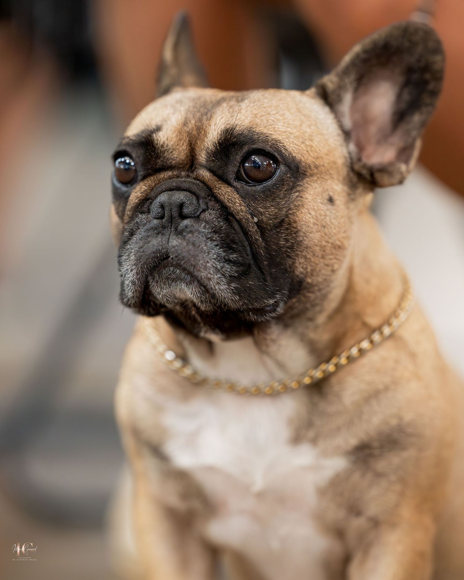 Close-up portrait series of a fawn-colored pug dog wearing a pearl necklace showing different facial expressions.