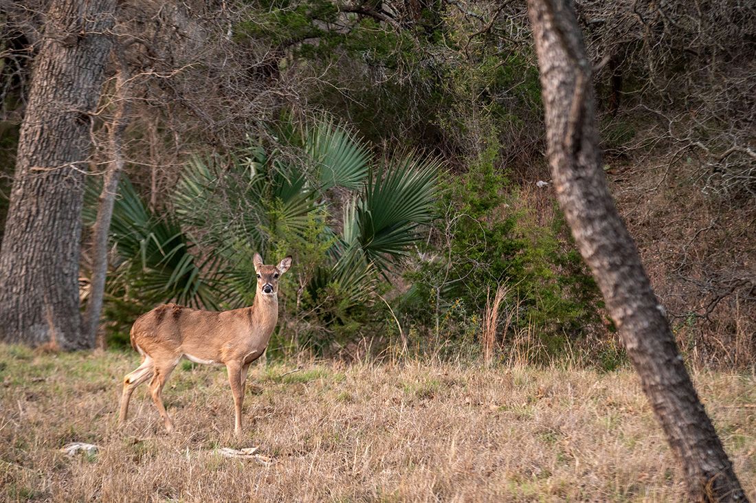 A white-tailed deer stands alert in a sunlit clearing surrounded by palm trees and dense forest undergrowth.