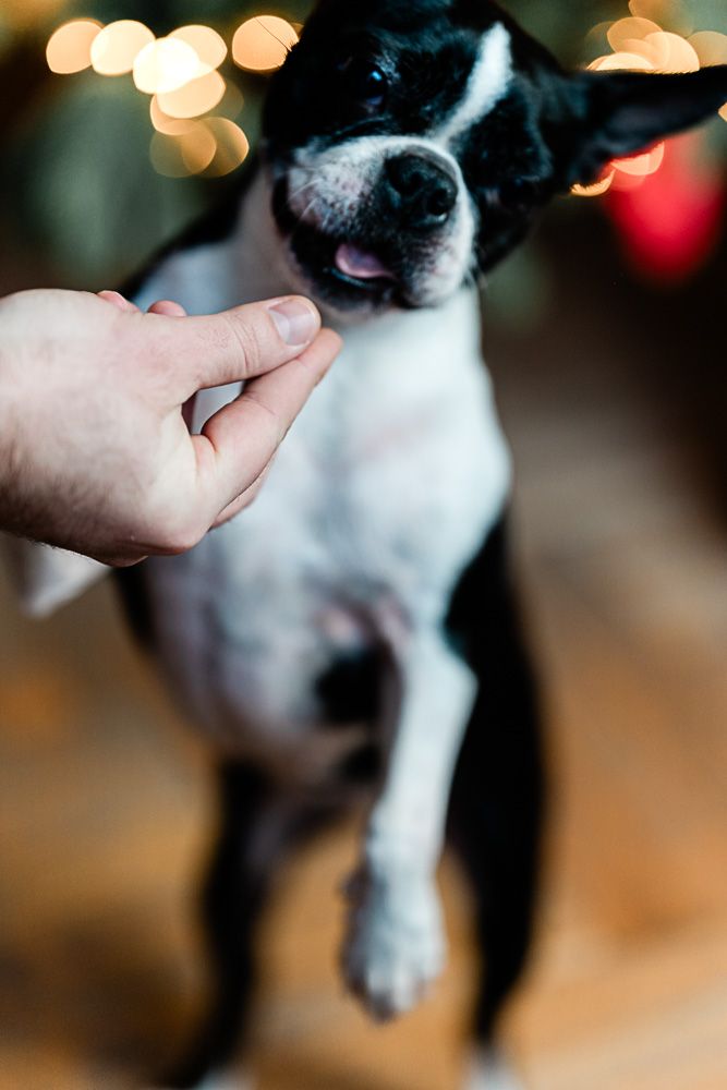 karácsonyi fotózás
Black and white Boston Terrier sniffing a human hand with bokeh holiday lights in the background.