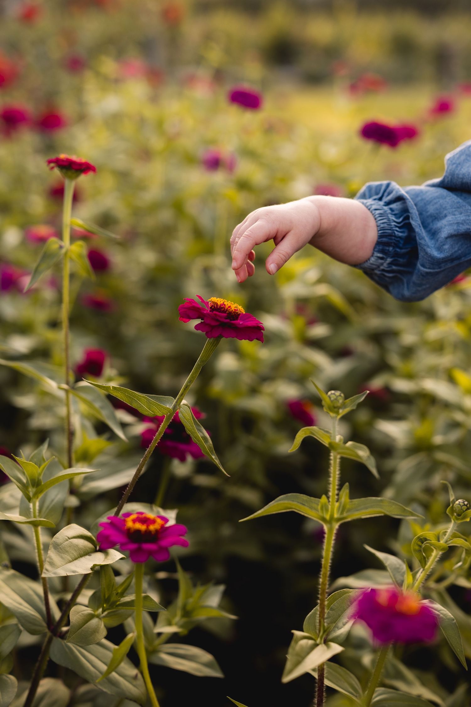 Close-up of baby hand reaching for vibrant red zinnia flower in colorful garden.