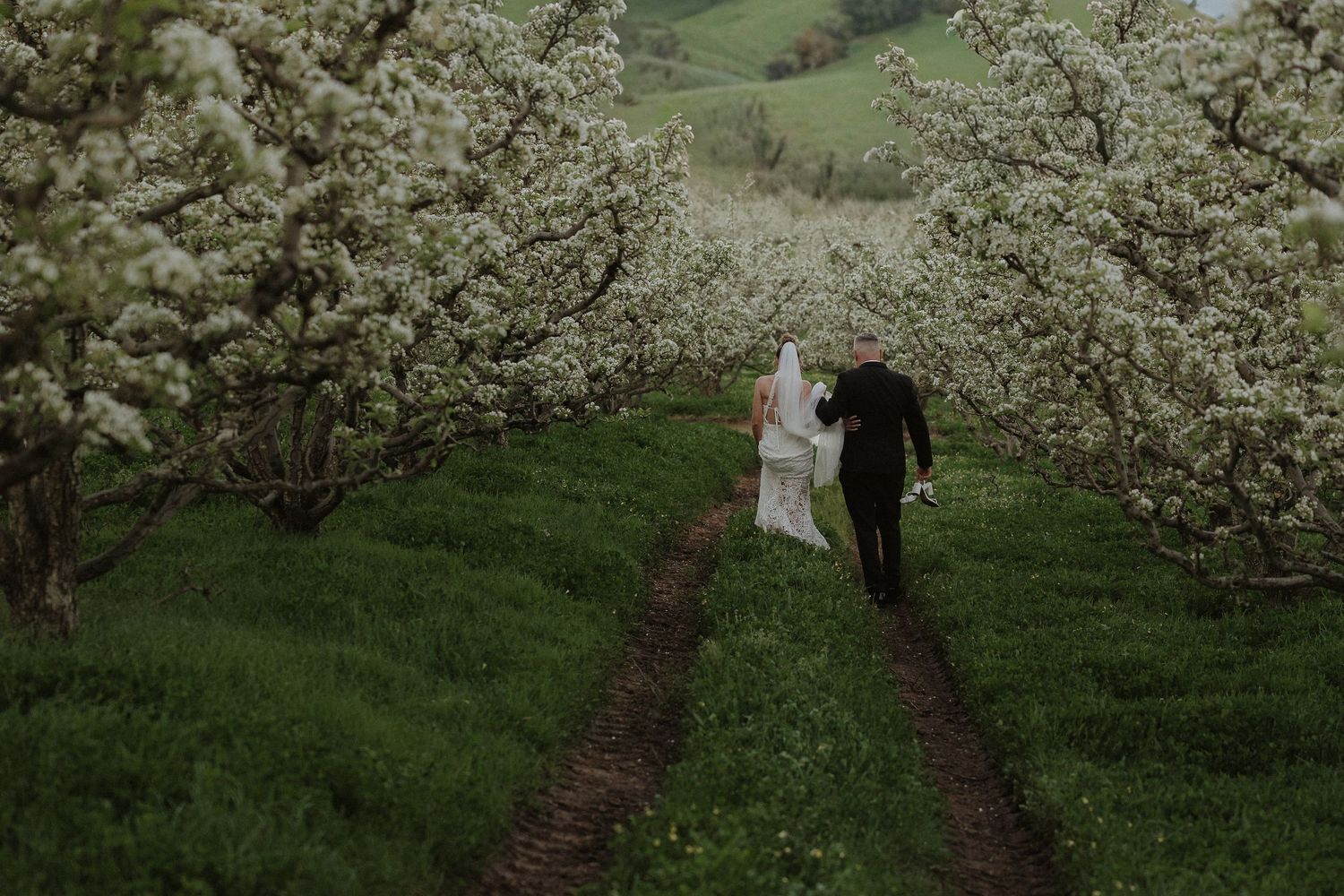 A couple walks through a scenic orchard filled with blooming white cherry blossom trees on a spring day.