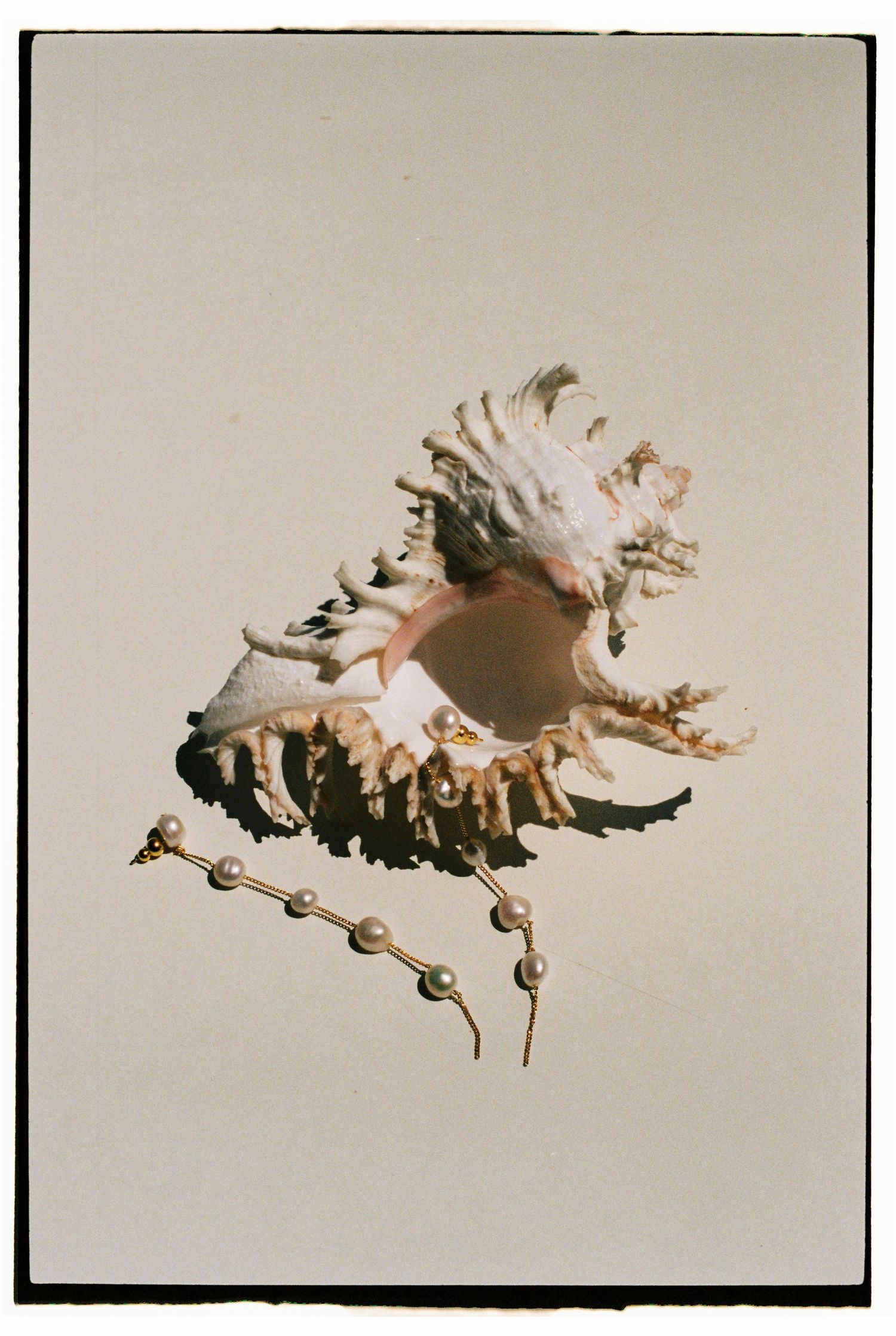 Delicate seashell specimens photographed against a neutral background in a minimalist style.