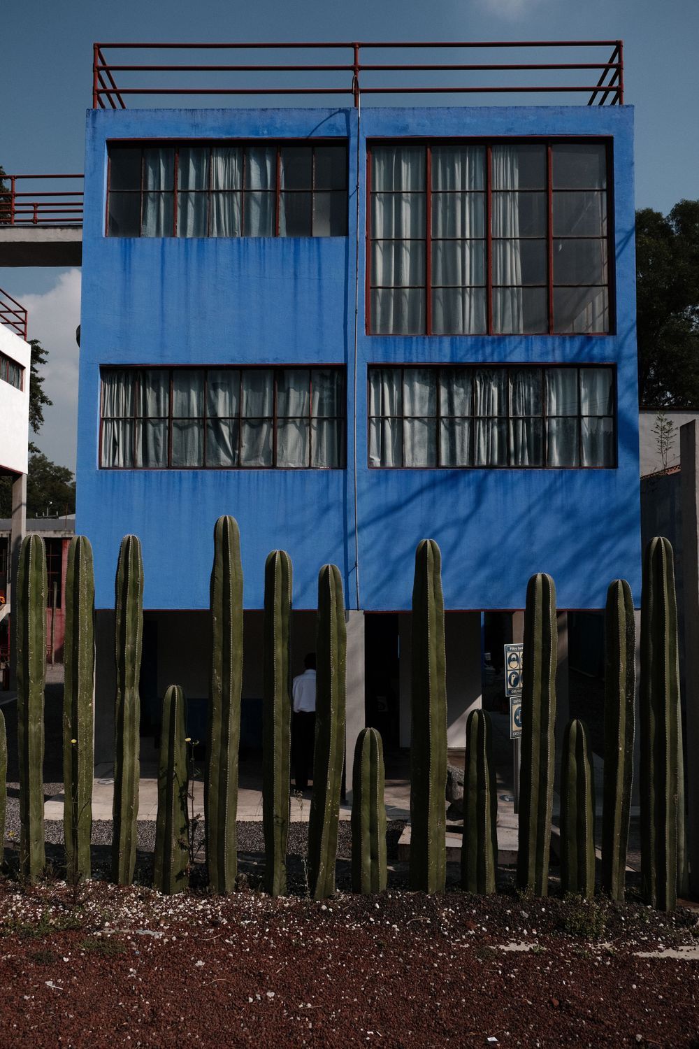 Modern blue building exterior with tall green cacti lined up against the facade.