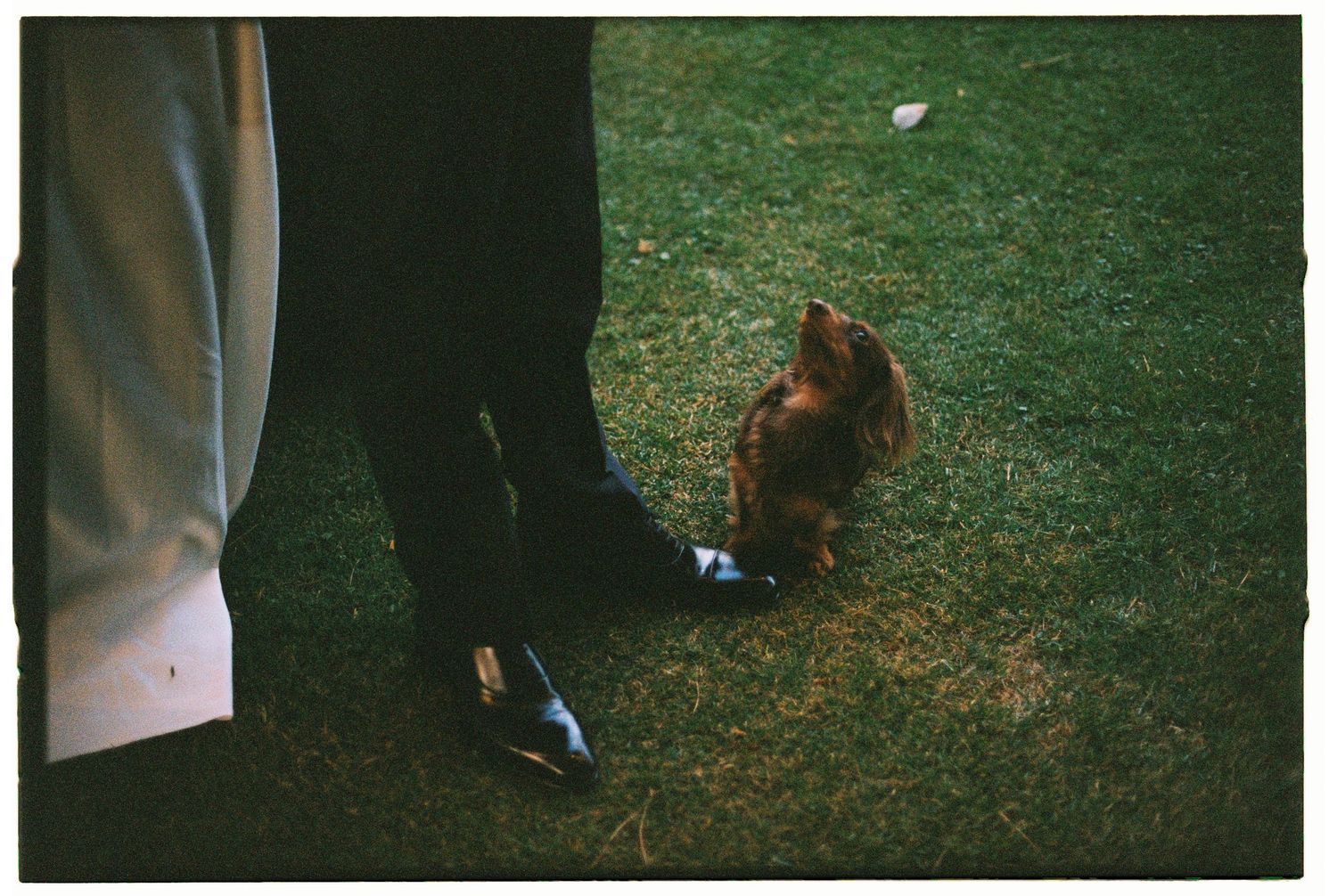 A small brown chicken foraging on grass near someone's feet.