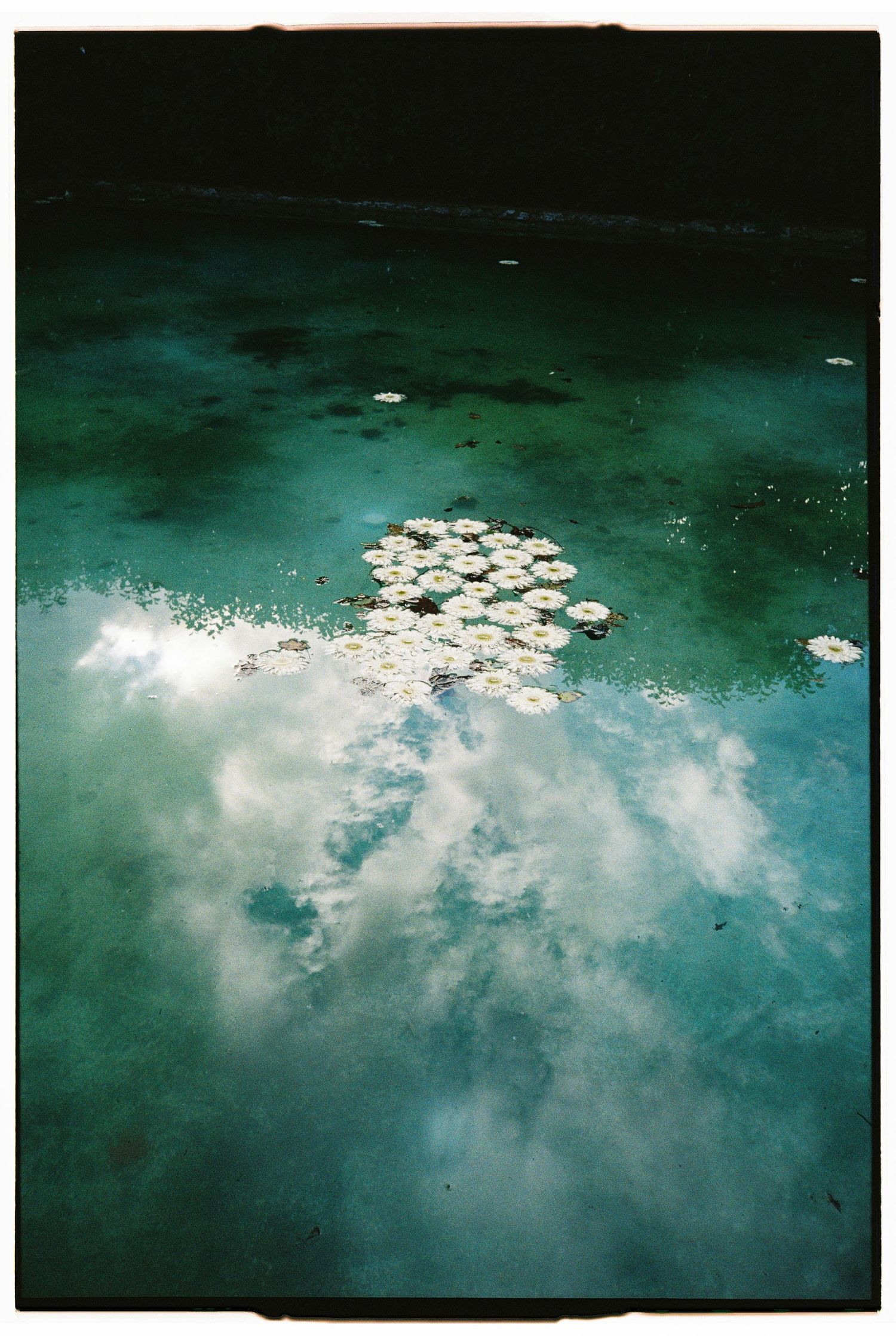 Tranquil pond surface reflecting clouds with scattered water lilies floating on turquoise water.