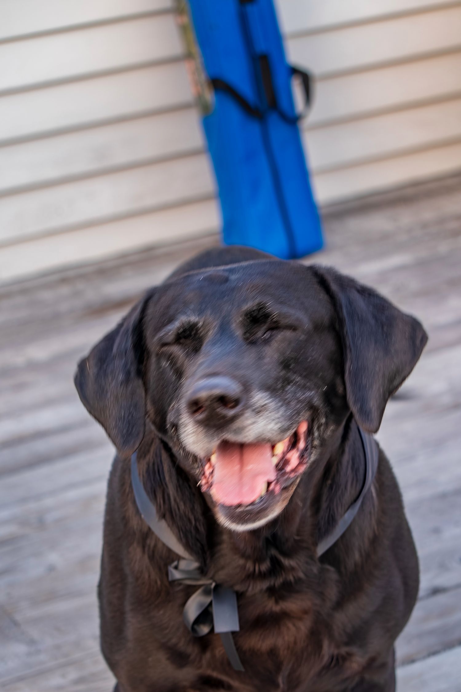 Happy black Labrador dog smiling at camera with bright blue leash visible.