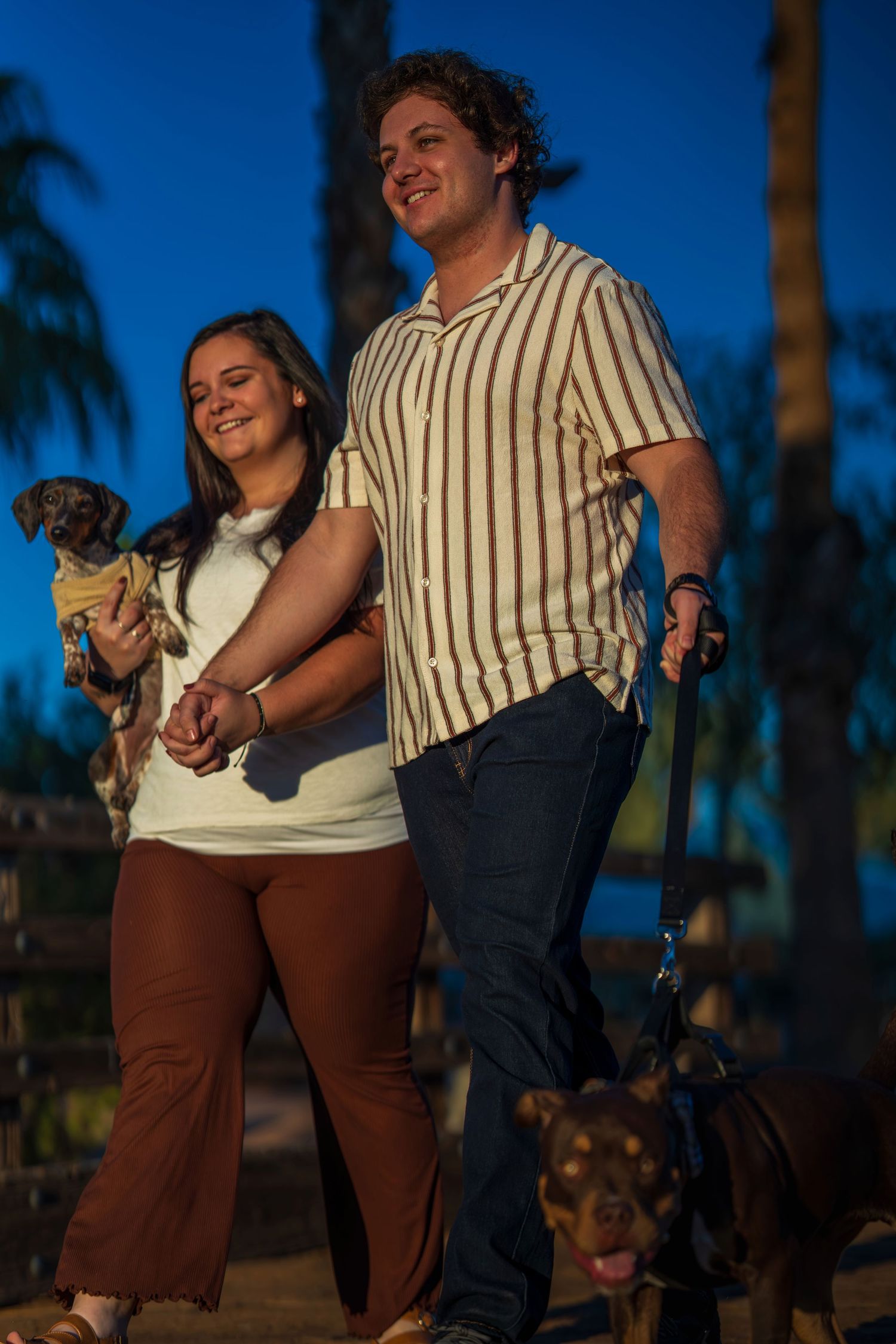 A happy couple walking dogs at dusk near palm trees, the woman holding a small dachshund.