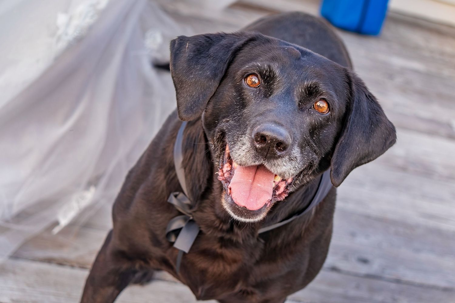 Close up of a cheerful black Labrador with tongue out and happy expression.