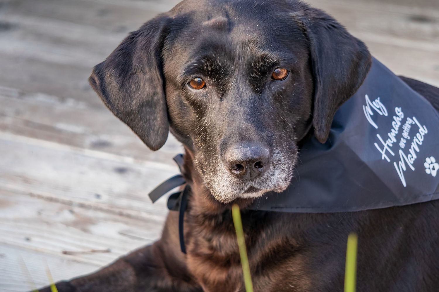 Senior black Labrador dog wearing a formal bandana looking at camera.