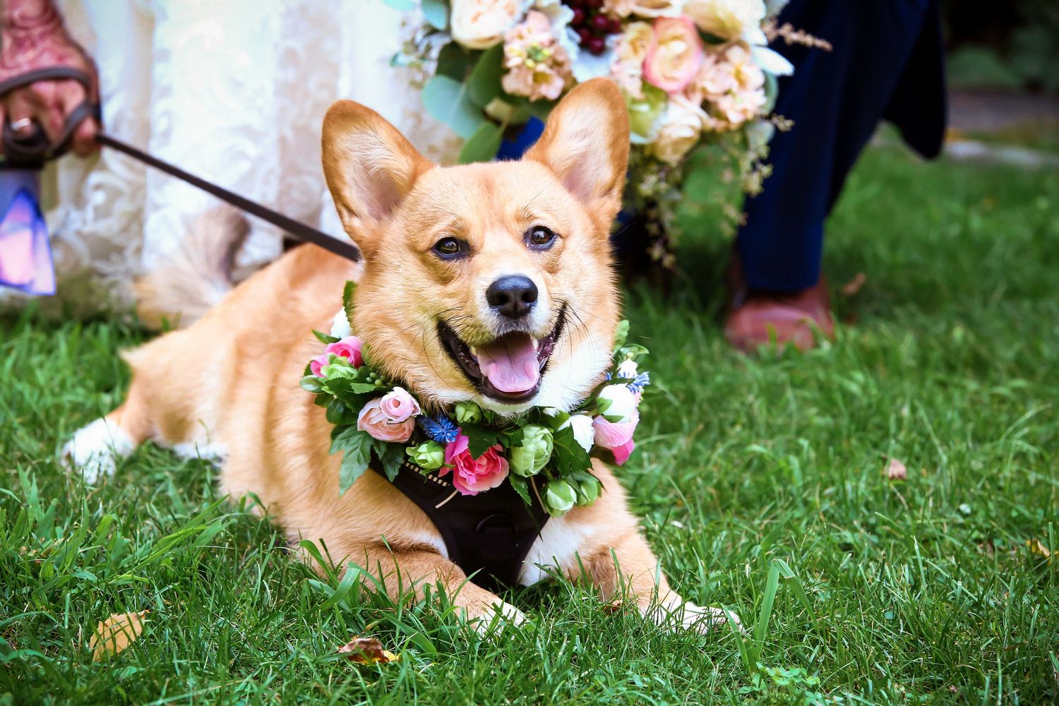 Corgi wearing a floral flower crown collar lies on green grass at outdoor wedding, Mass Audubon's Habitat, Belmont, MA