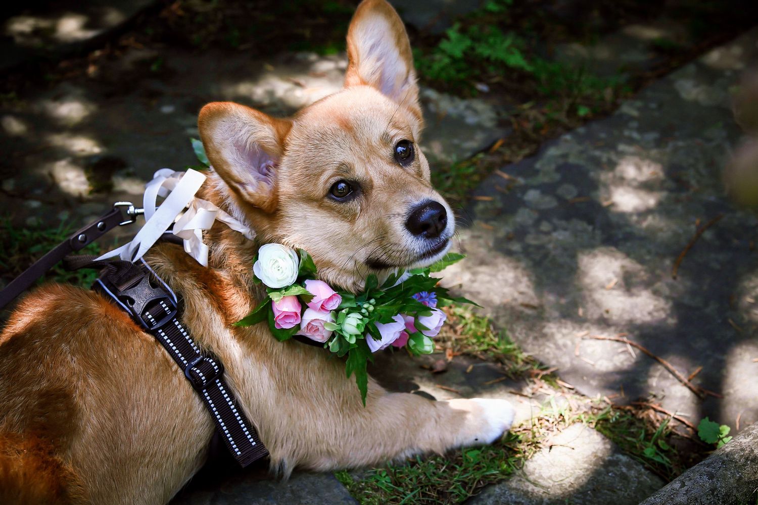 Adorable Corgi ring bearer wearing a floral collar lying on stone steps at a wedding, Mass Audubon's Habitat, Belmont, MA