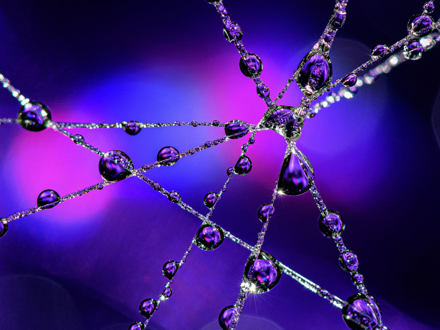 Close-up of water droplets on a spider web with vibrant purple and pink bokeh background.