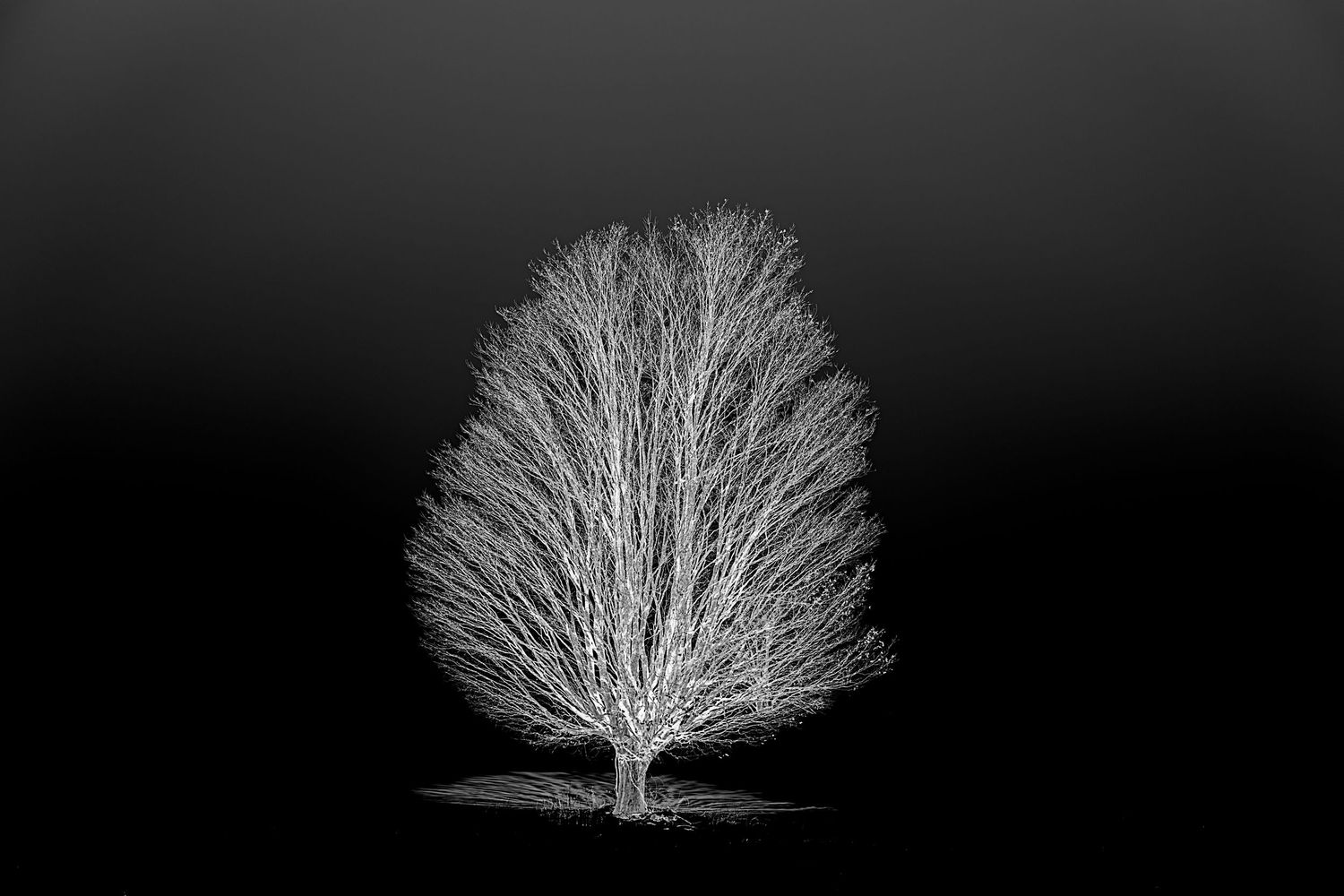 Dramatic high-contrast silhouette of a bare tree against a black background, representing a minimalist and emotive fine art style.