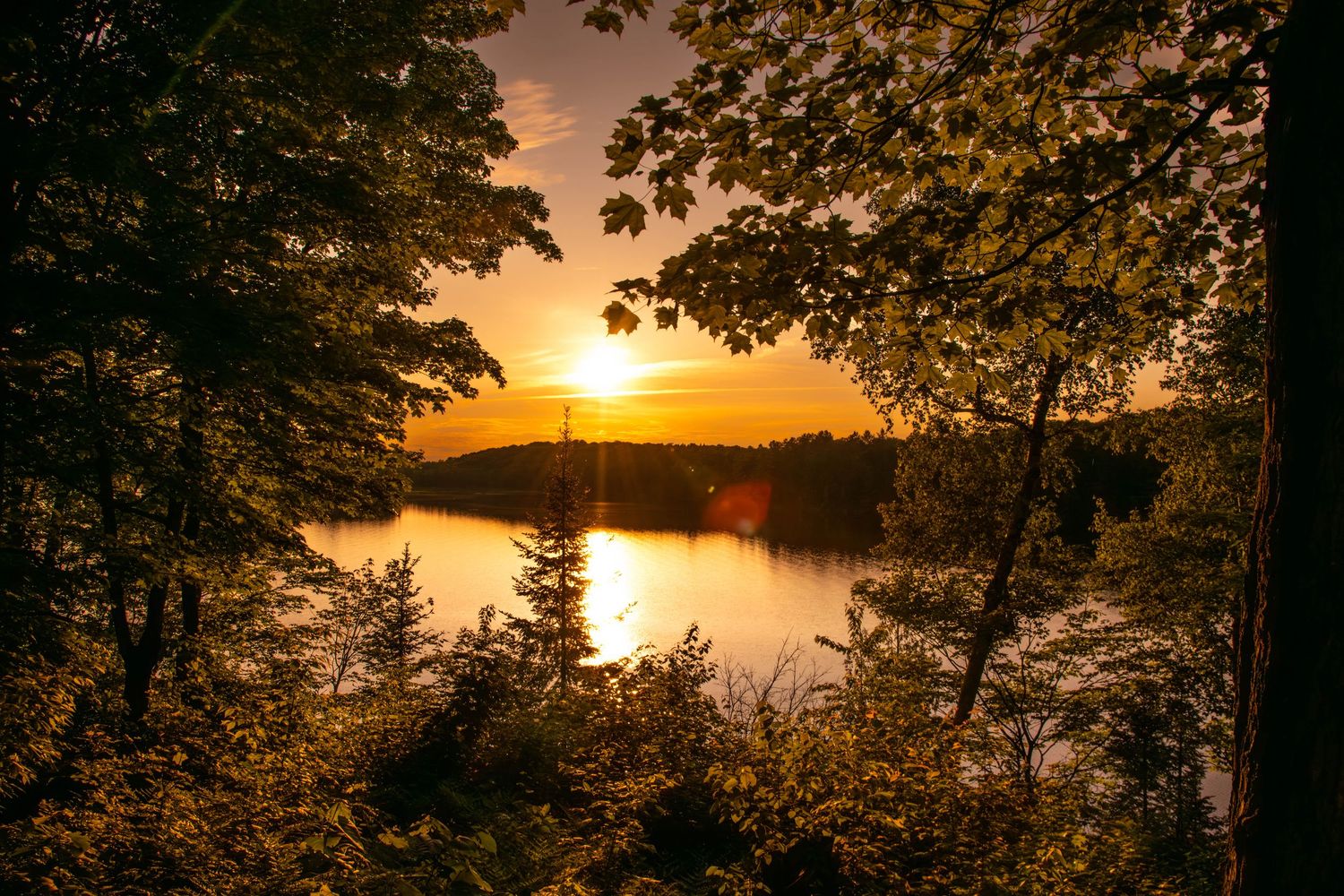 Golden sunset glowing through lush green trees over a calm lake with a distant bridge silhouette.