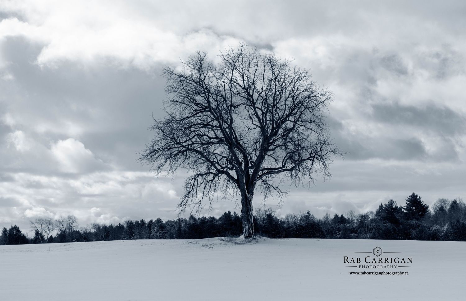 A solitary tree captured in cinematic black and white, highlighting the intricate branch structure and silhouette.