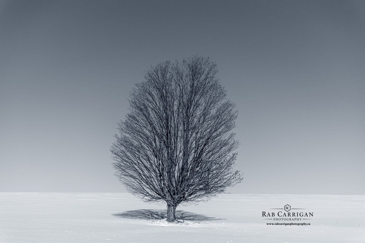 A minimalist fine art portrait of a single tree, emphasizing the negative space and balance of the horizon.