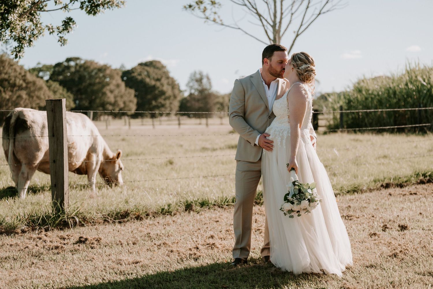 Bride and groom sharing a kiss on a sunny farm with a cow grazing in the background on their wedding day.
