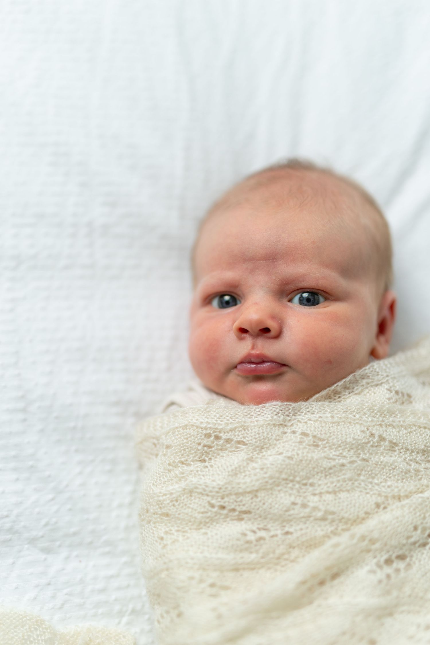 Newborn baby swaddled in cream lace blanket lying on white background with alert blue eyes.