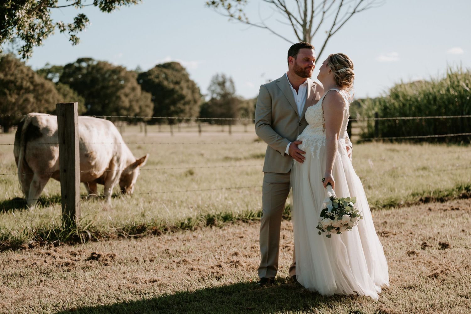 Bride and groom share a romantic moment in a sunlit farm field with a cow grazing peacefully in the background.
