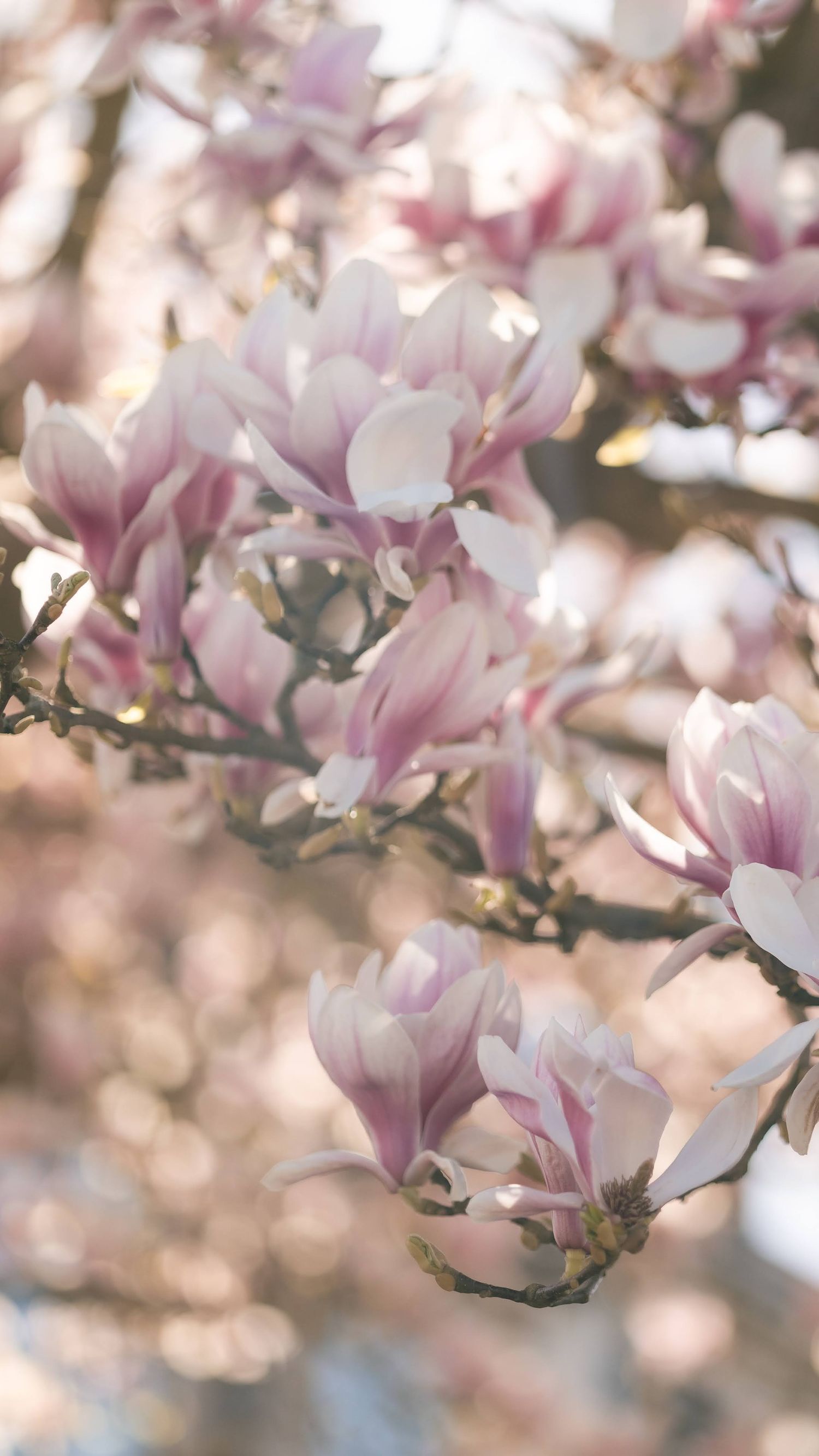 Magnolia flowers in full bloom.