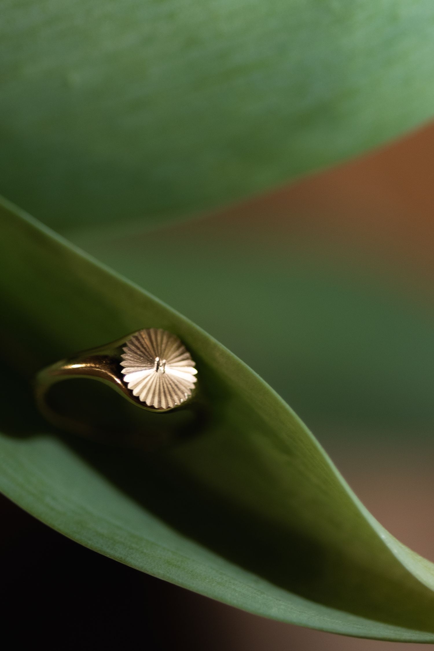 Product photography of close up image of a gold initialled signet ring balancing on green leaves.