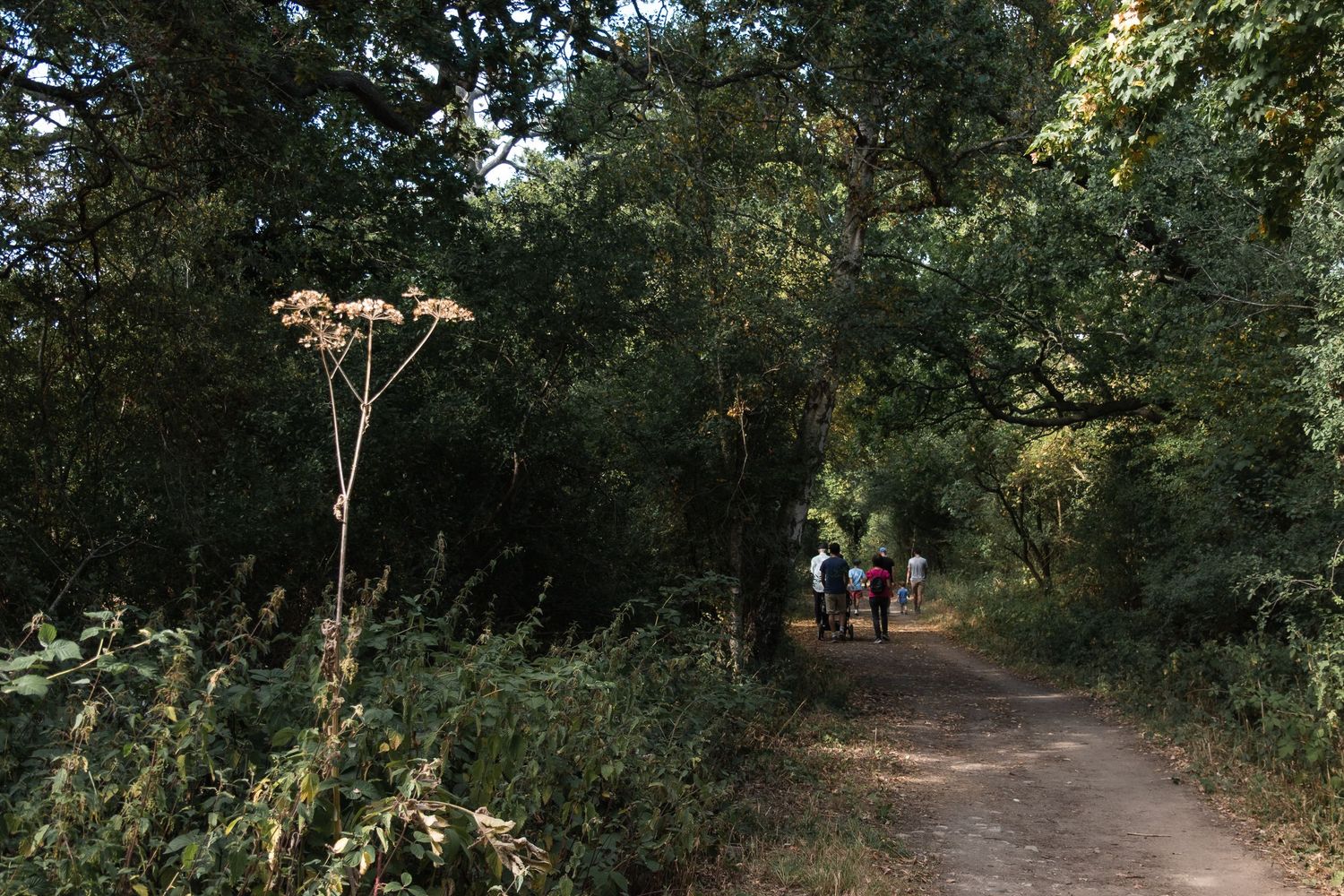 Family walk, with a flower in the foreground against a dark midground, and the family walking away in the background.