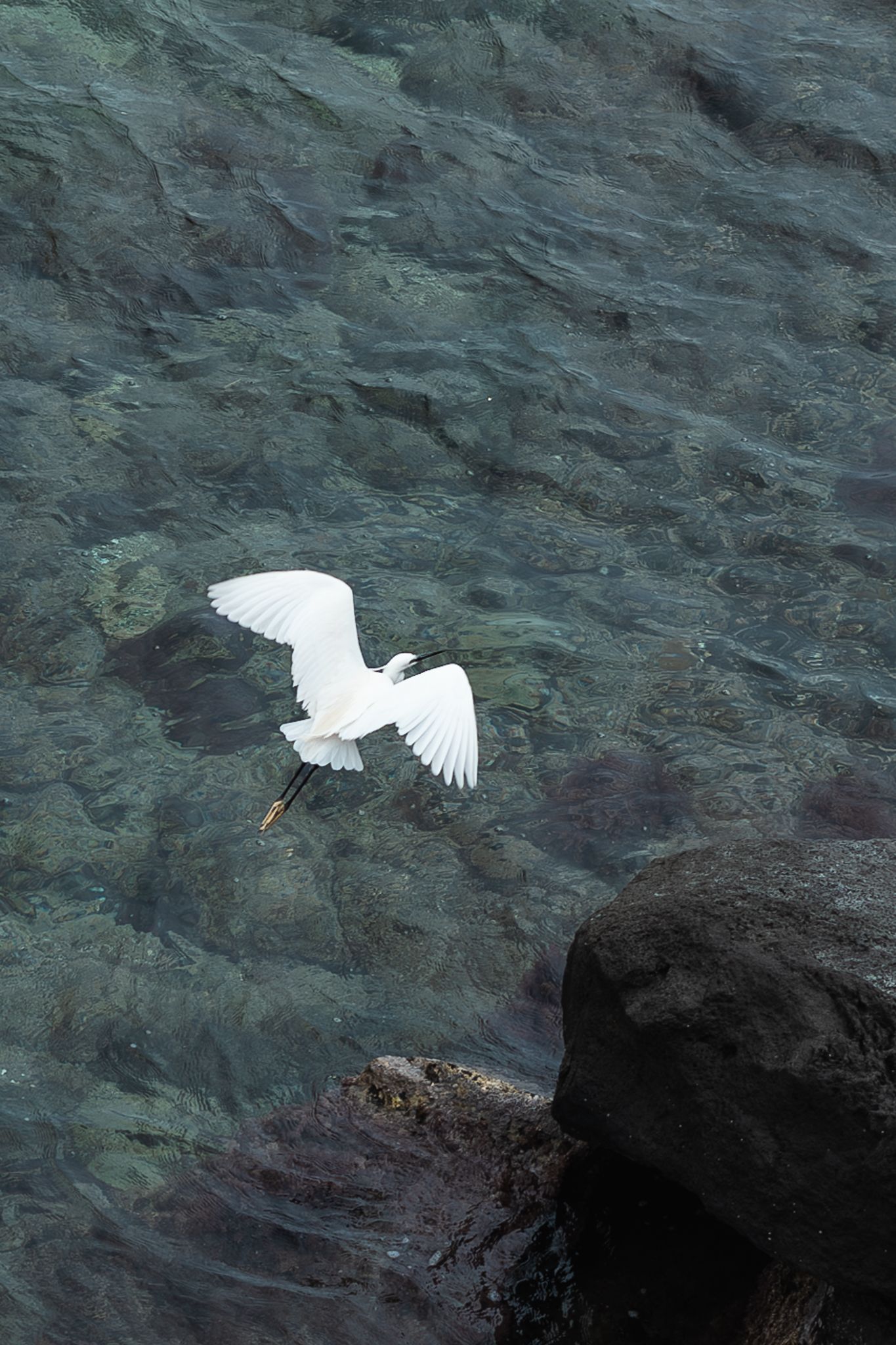 Photo of an egret flying in Syracuse, Sicily.