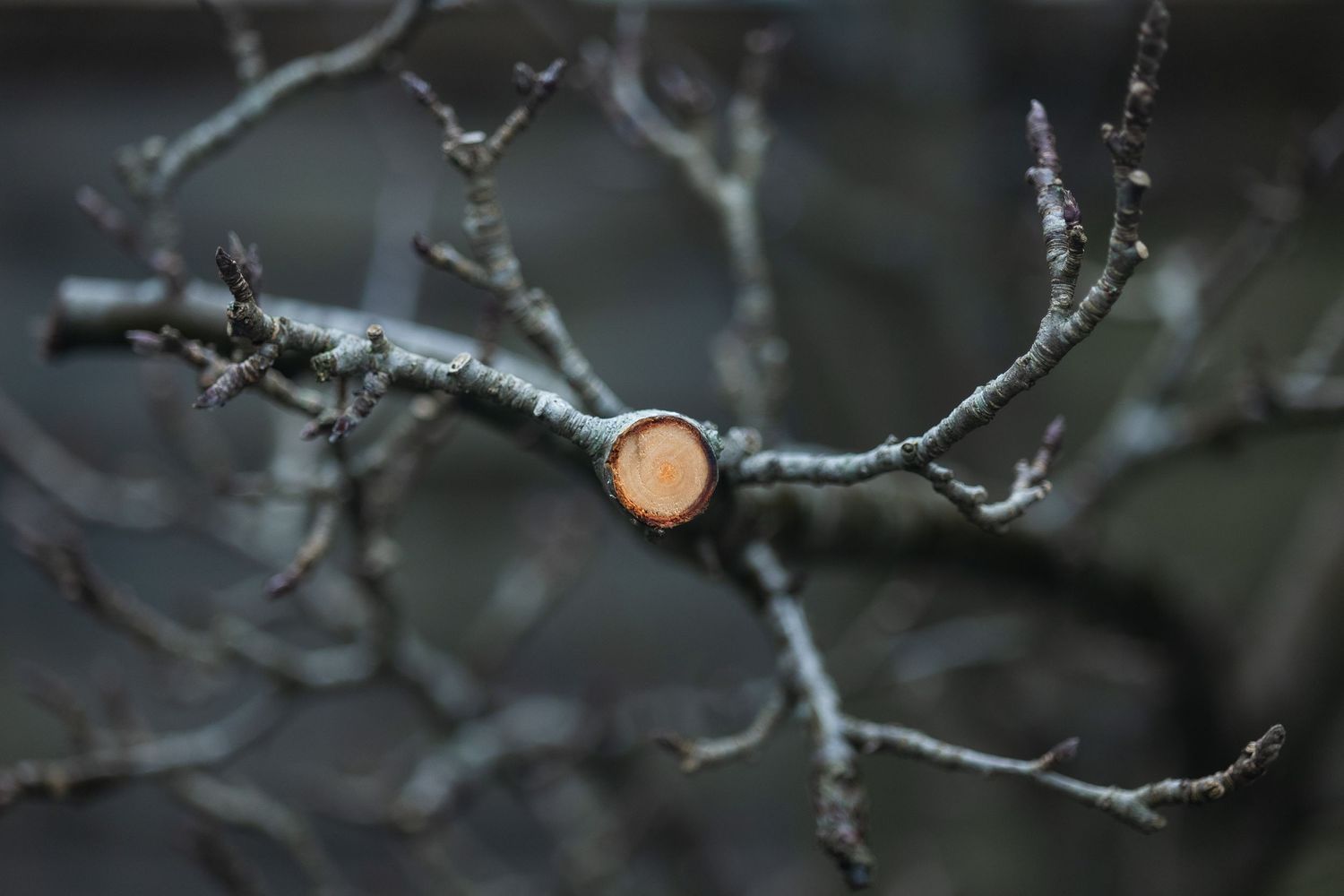 Winter tree and twigs.