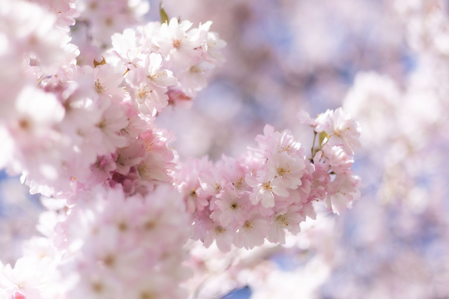 White and pink blossom against blue skies in London.