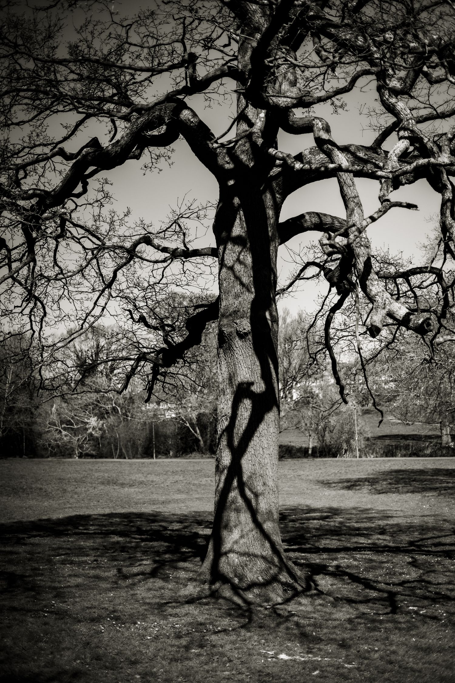 Natural patterns found in trees, branches and their shadows on the tree.