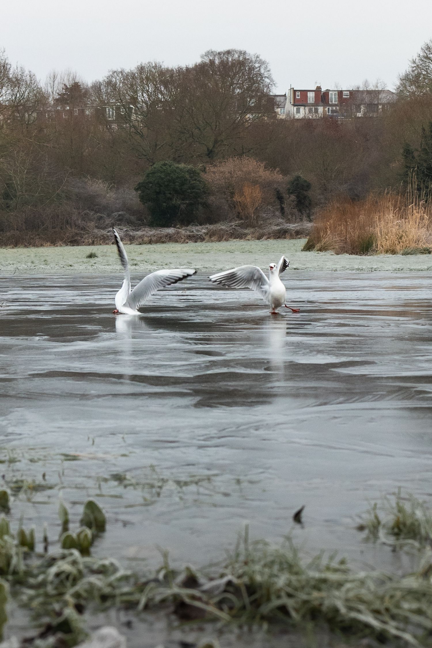 Two seagulls 