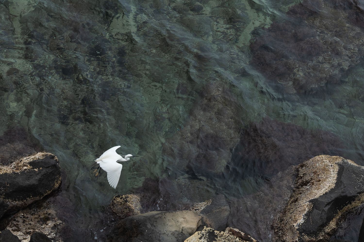 White egret in flight, against rich turquoise waters in Syracuse,