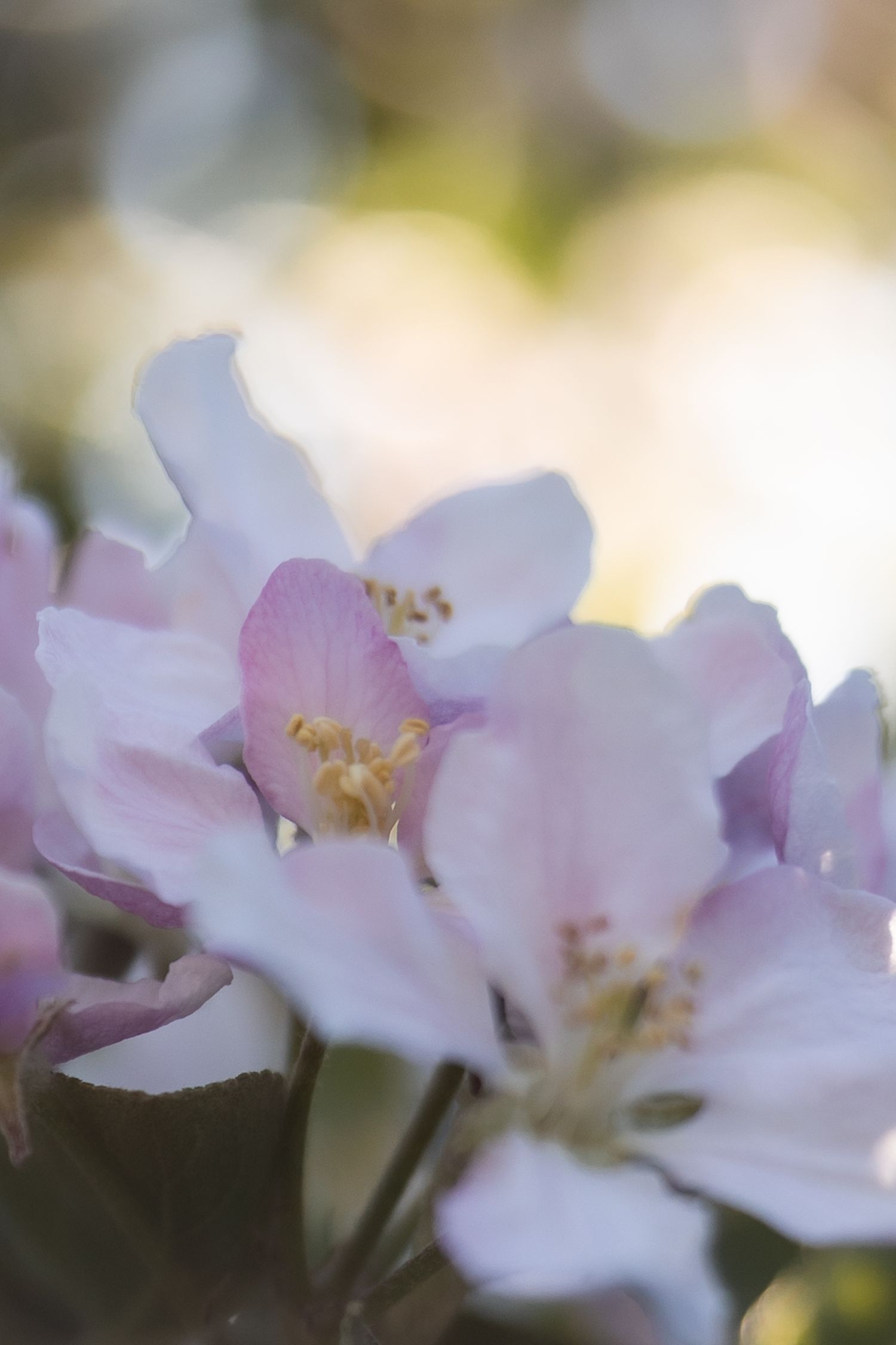Close up of blossom.