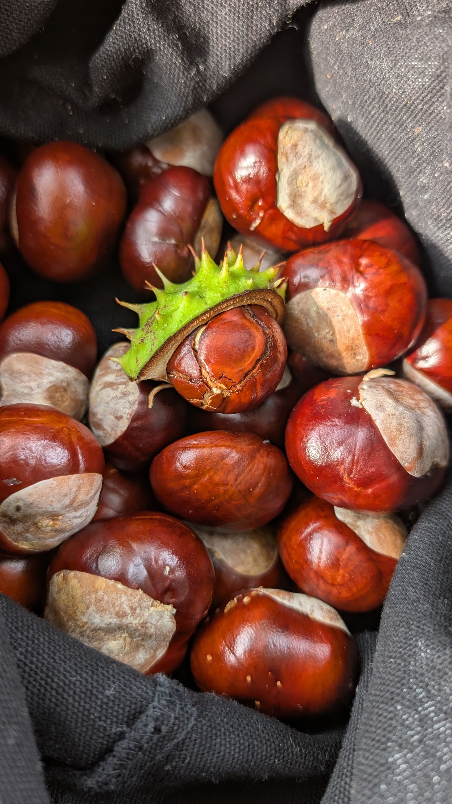 A bag full of conkers, and the middle conker still has the green prickly shell to look like a crown.