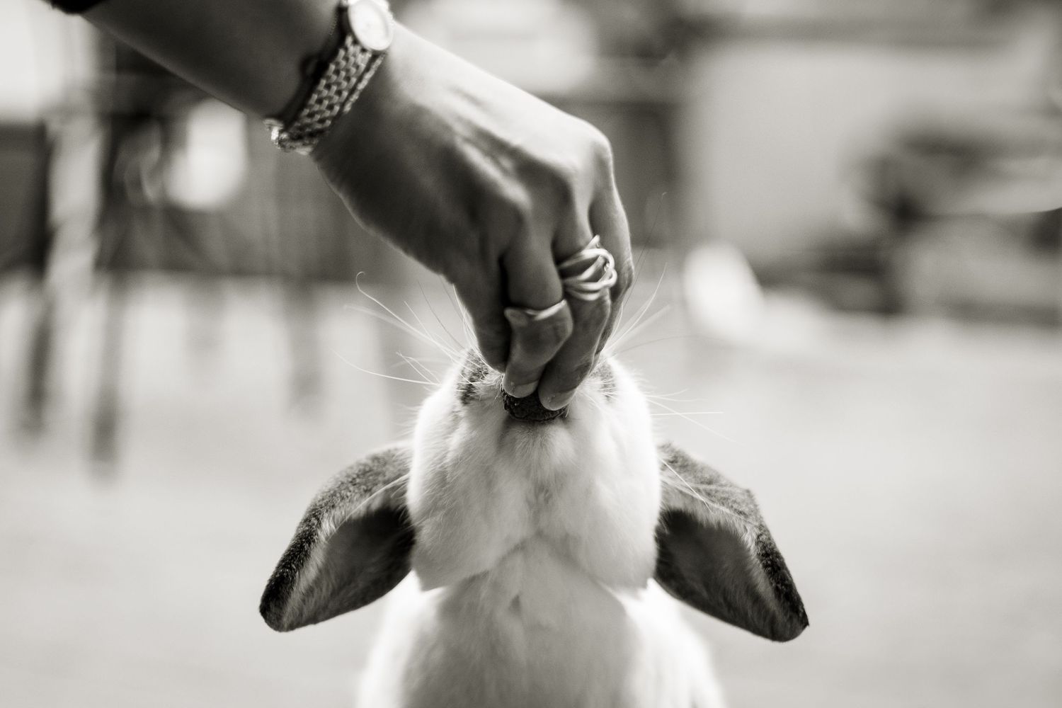 Black and white image of bunny being fed.