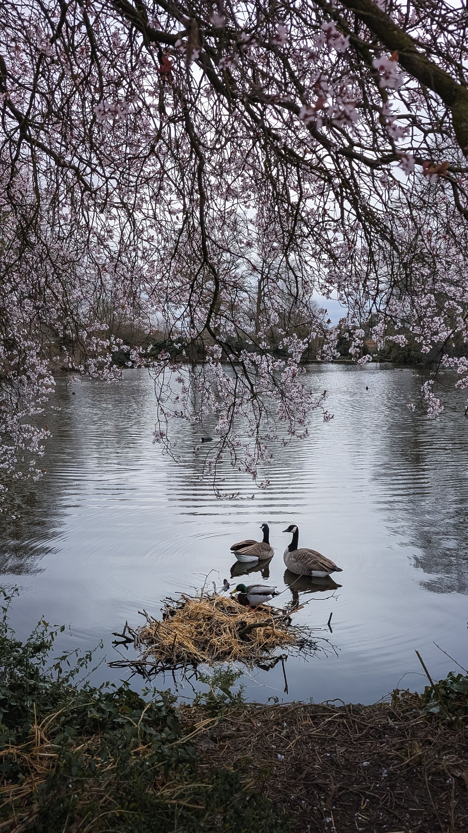 Swan family, framed by cherry blossom across the top of the photo at Spring time in Broomfield park.