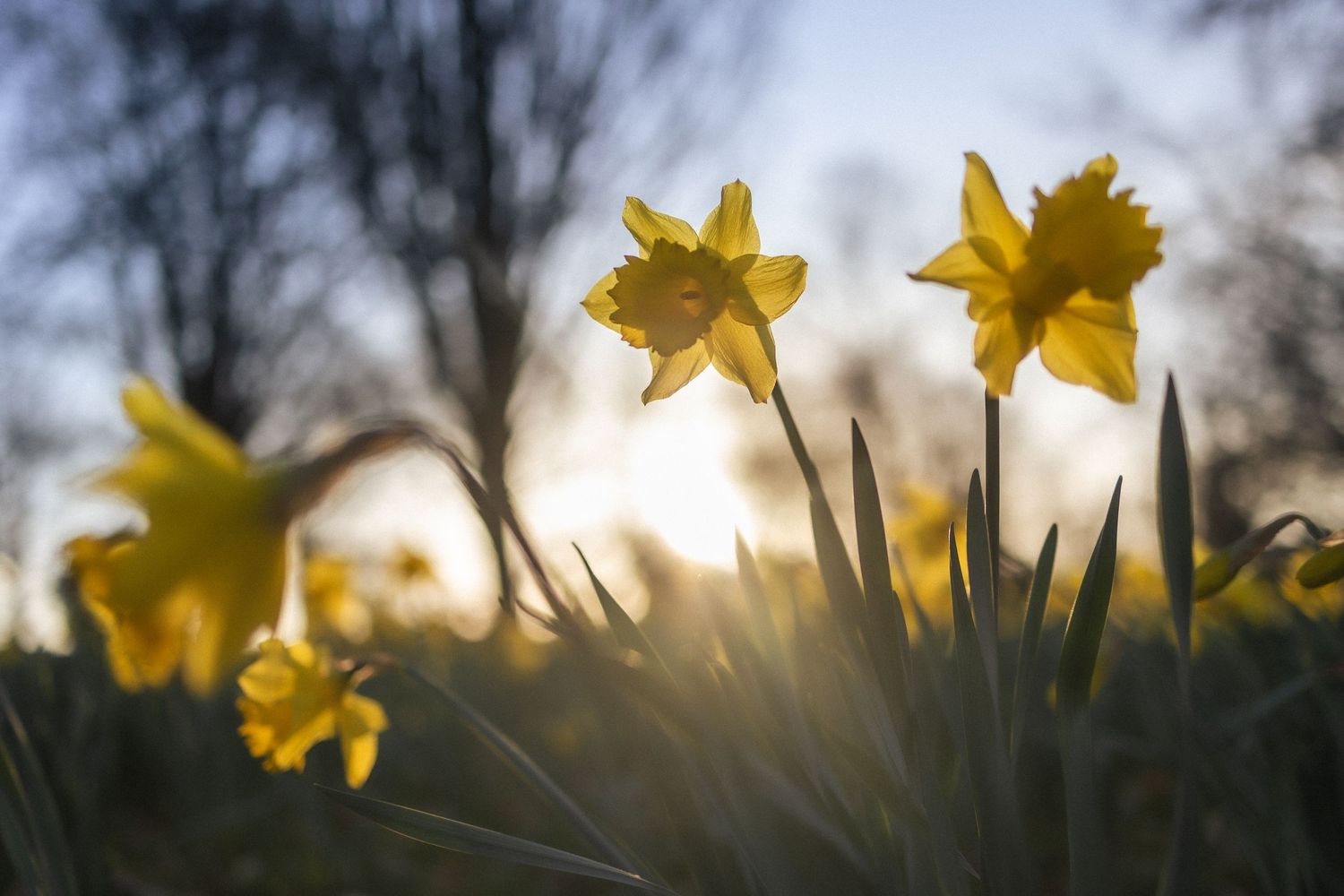 Looking up at daffodils in the spring time in Oak Hill Park.