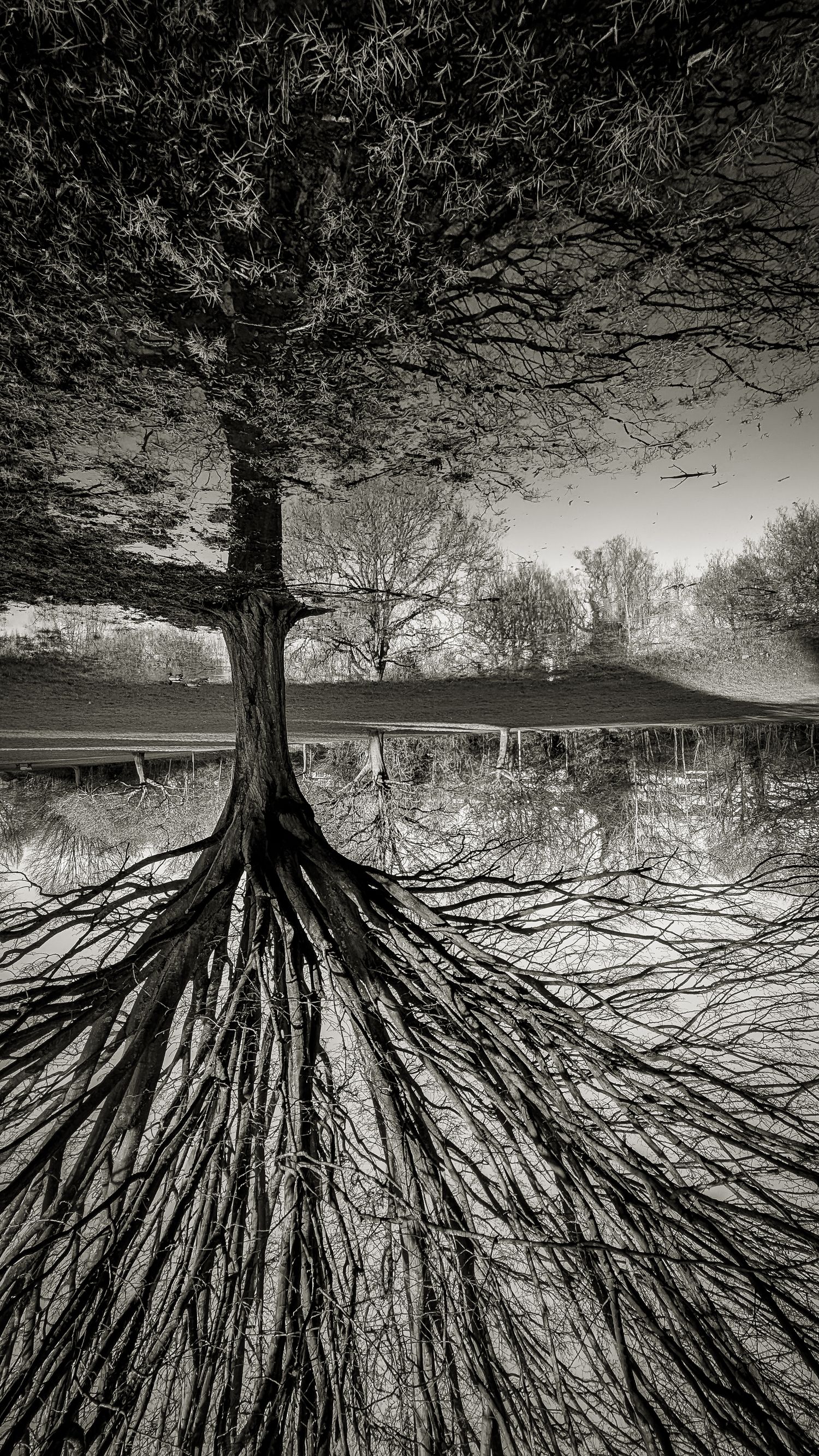 Dramatic black and white image of tree branches reflected in a puddle, so it looks like the branches are roots of the tree.