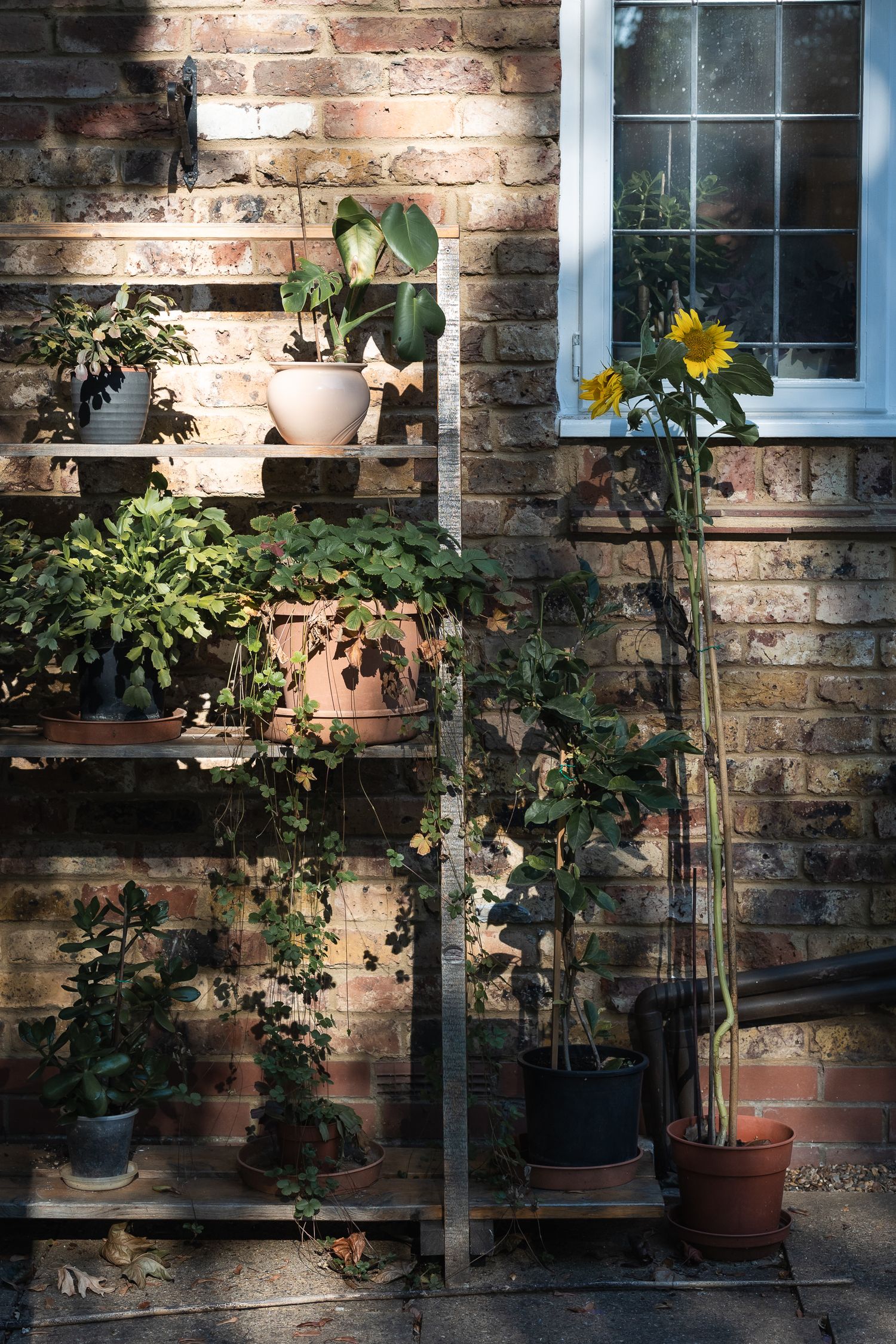 Outdoor garden area showing homegrown sunflowers and interesting shadows cast on the scene.