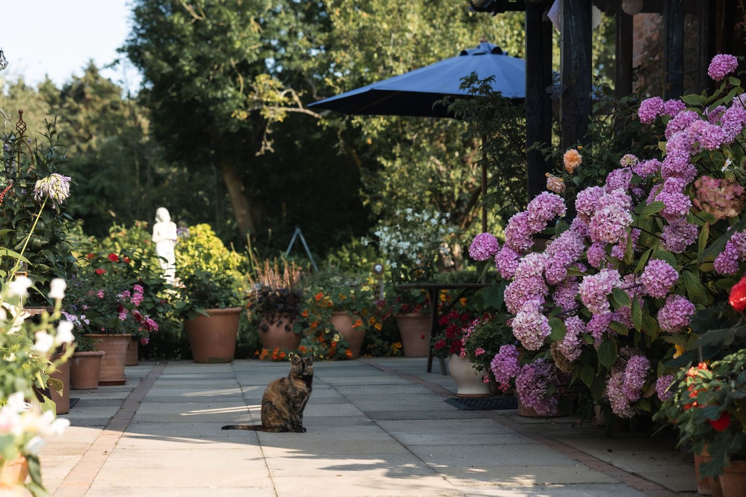 Family cat amongst the flowers in the parents garden, where the wedding reception was held.